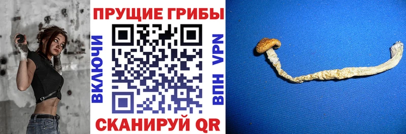 Псилоцибиновые грибы Magic Shrooms  Купить где  Калязин 